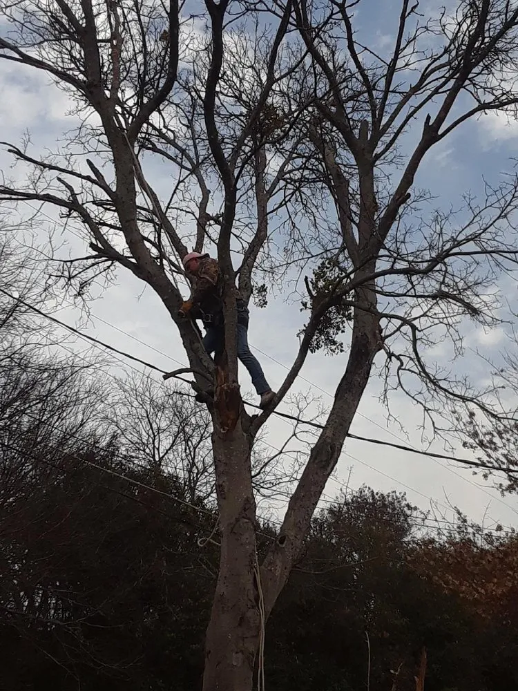 Trusted landscape installation in Waco, TX - Benitez Tree and Shrub Service