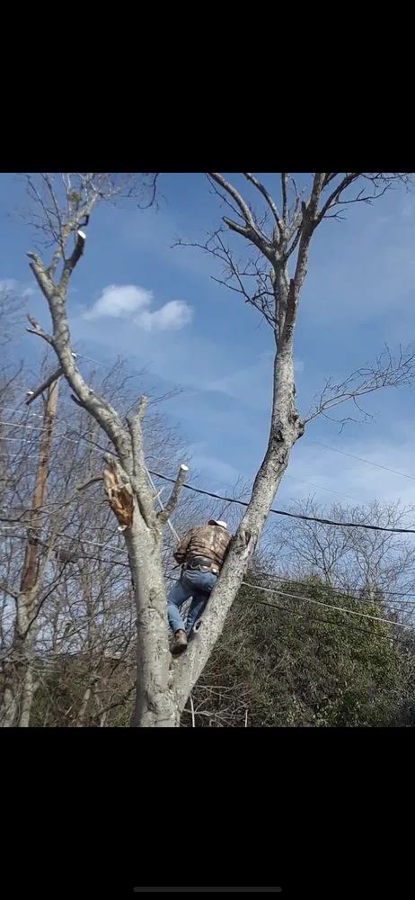 Expert landscape design in Waco, TX - Benitez Tree and Shrub Service