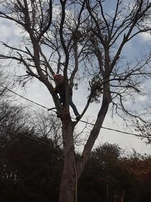 Benitez Tree and Shrub Service