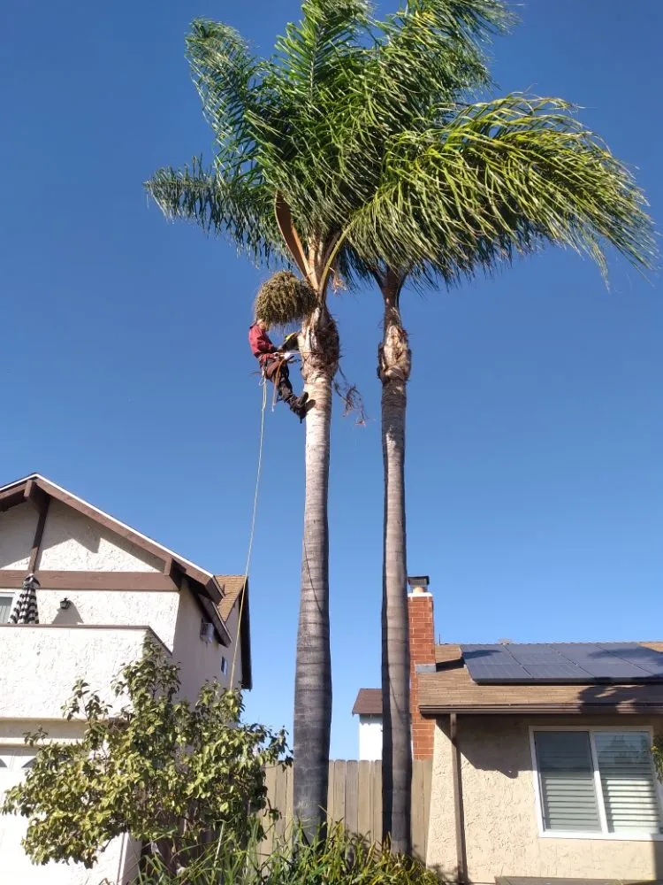 Reliable landscape design for year-round maintenance in San Diego, CA by Benito Landscaping & Maintenance