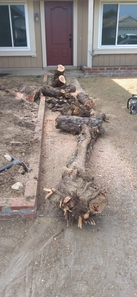 Affordable yard cleanup service experts serving San Diego, CA - Benito Landscaping & Maintenance