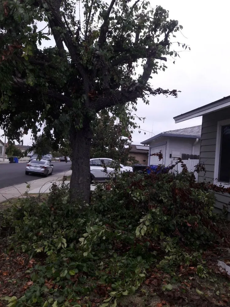 Affordable garden landscaping in San Diego, CA - Benito Landscaping & Maintenance