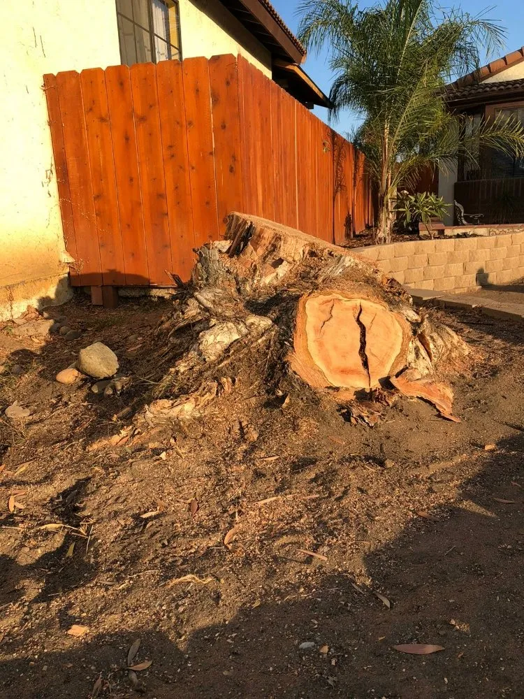 Local lawn care service experts serving San Diego, CA - Benito Landscaping & Maintenance