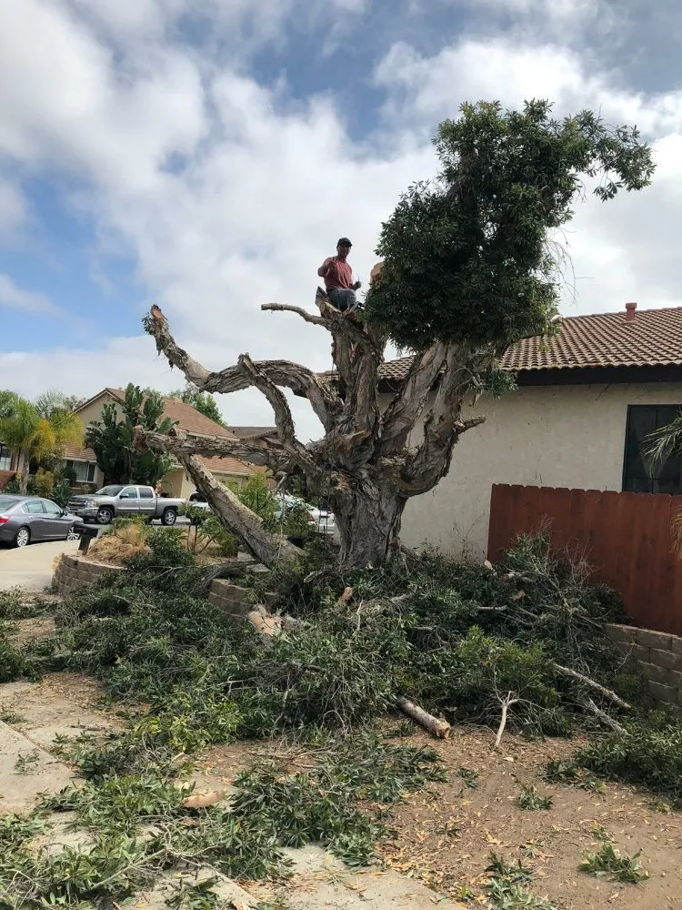 Trusted yard cleanup service in San Diego, CA by Benito Landscaping & Maintenance