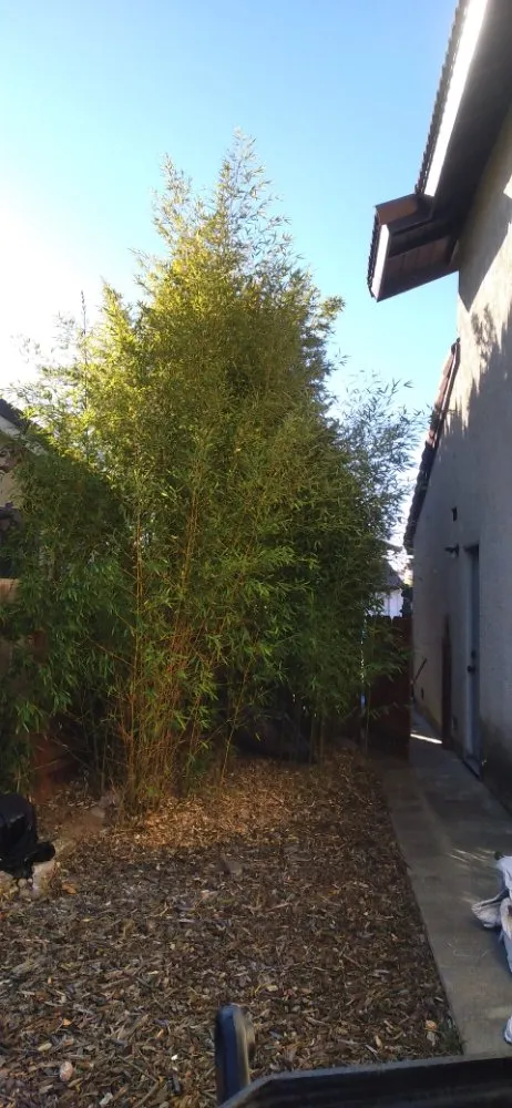 Affordable lawn care service experts serving San Diego, CA - Benito Landscaping & Maintenance