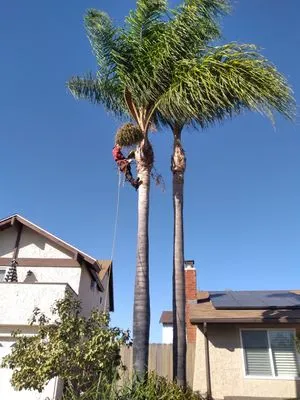 Benito Landscaping & Maintenance Logo