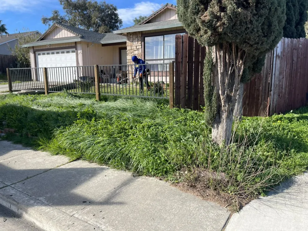 Affordable lawn mowing service in Concord, CA by Benito Landscaping and Garden Services