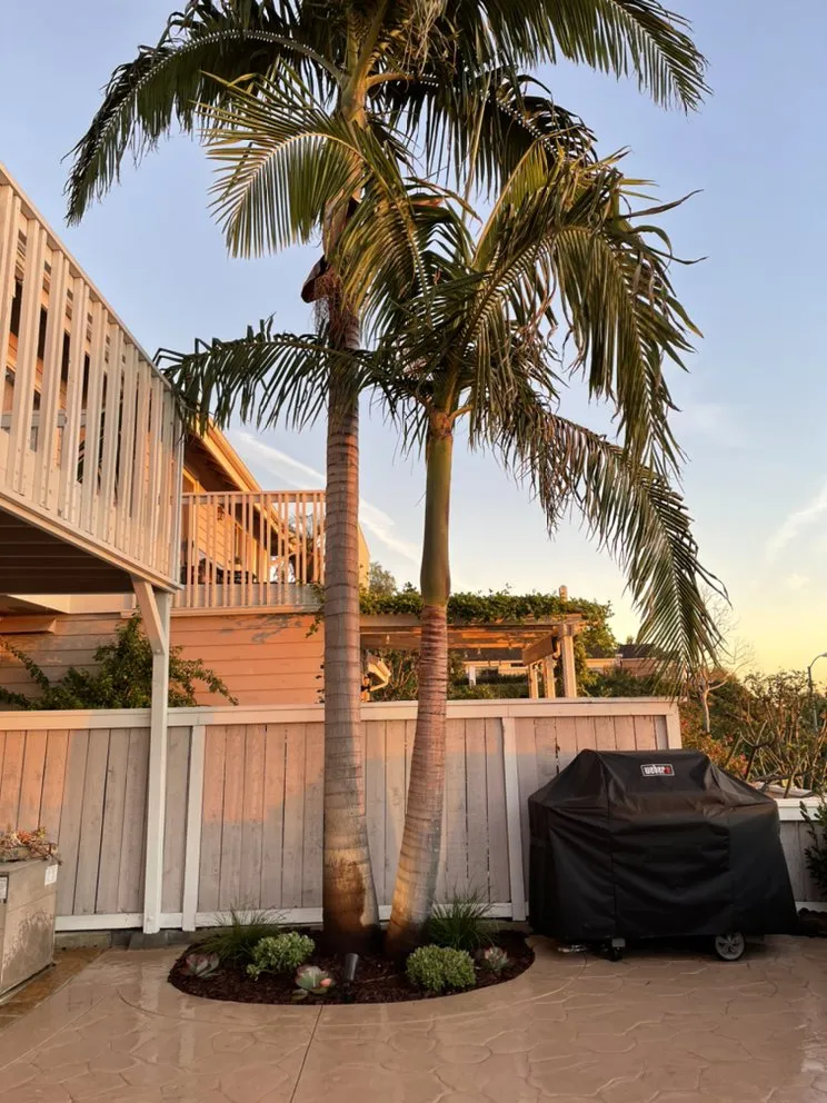 Affordable yard maintenance near you in San Juan Capistrano, CA by Benito's Gardening