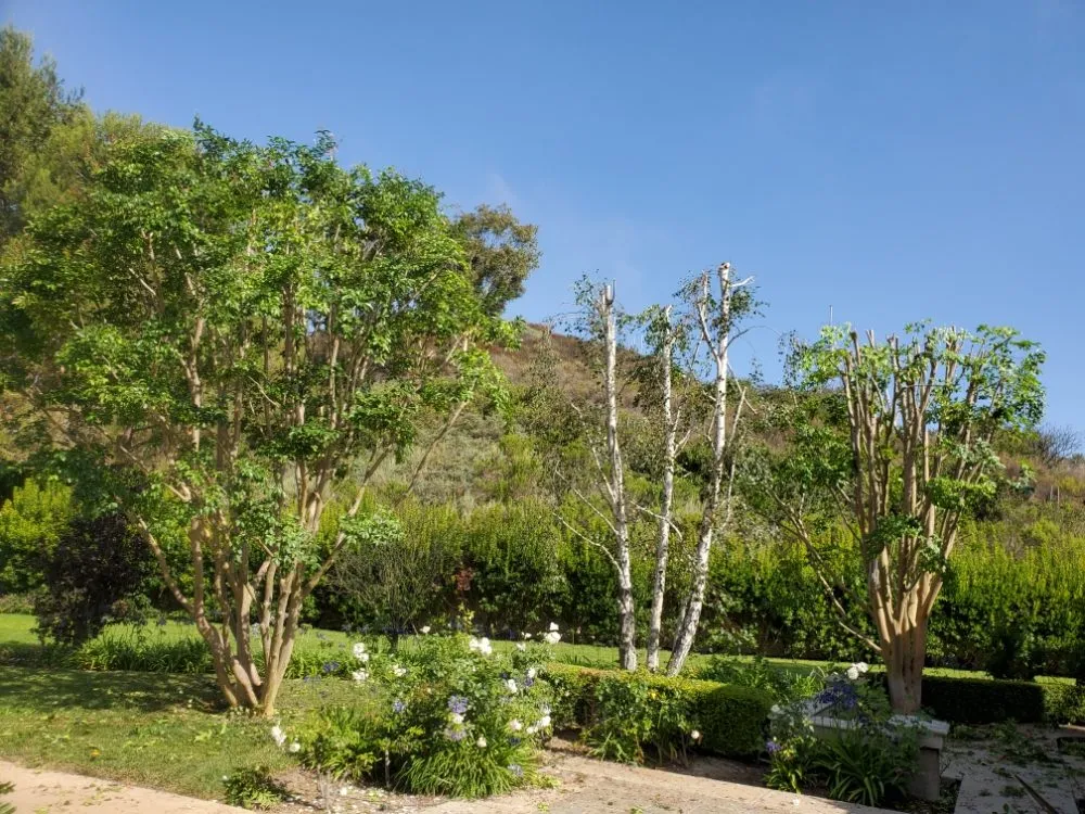 Reliable residential landscaping in San Juan Capistrano, CA by Benito's Gardening