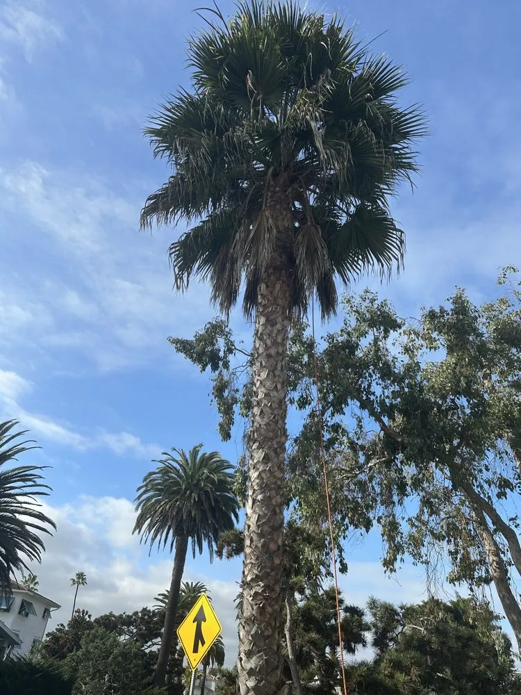 Local landscaping services in San Juan Capistrano, CA - Benito's Gardening