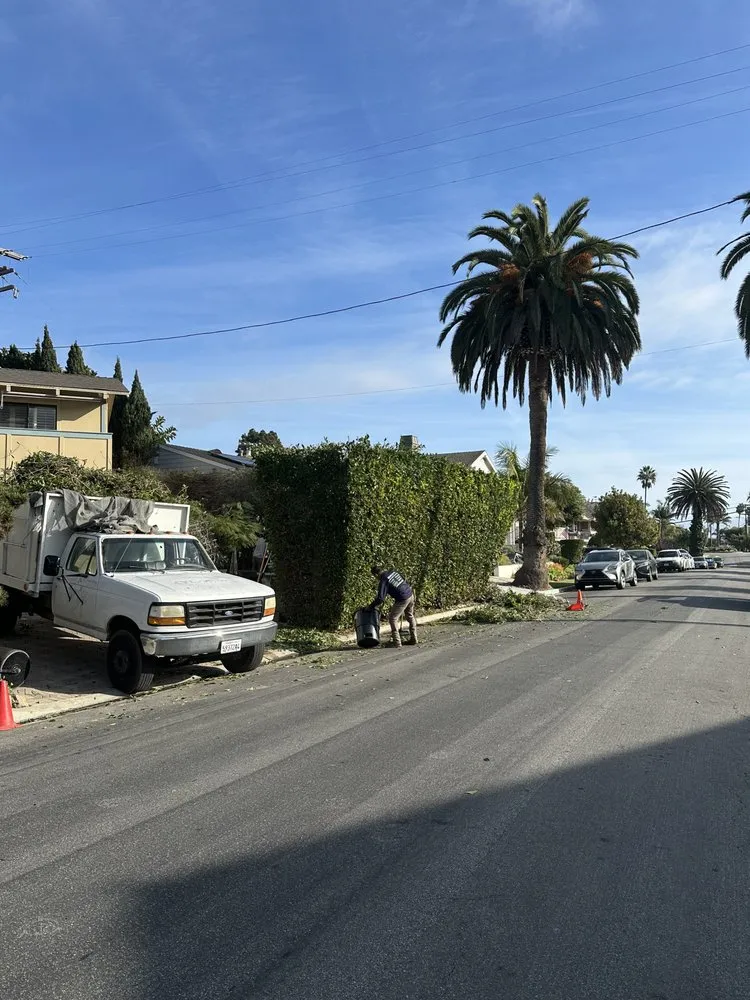 Expert lawn care service in San Juan Capistrano, CA - Benito's Gardening