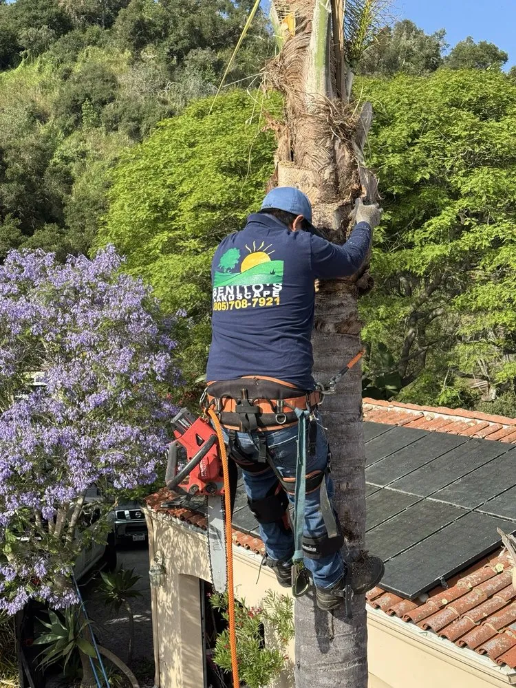 Top-rated yard cleanup service with custom design in Santa Bárbara, CA by Benito's Landscape