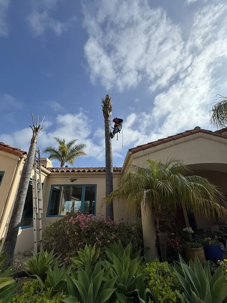 Top-rated yard cleanup service in Santa Bárbara, CA by Benito's Landscape