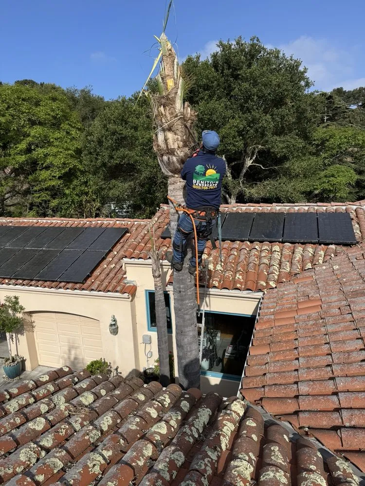Reliable landscape design in Santa Bárbara, CA - Benito's Landscape