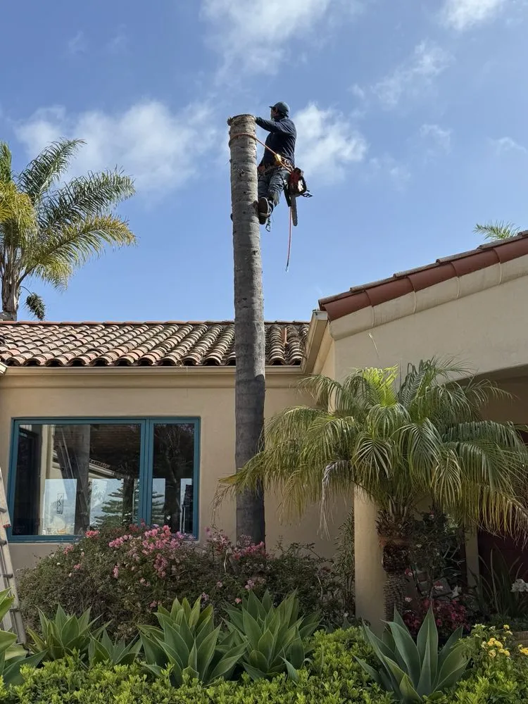 Professional lawn care service experts serving Santa Bárbara, CA - Benito's Landscape