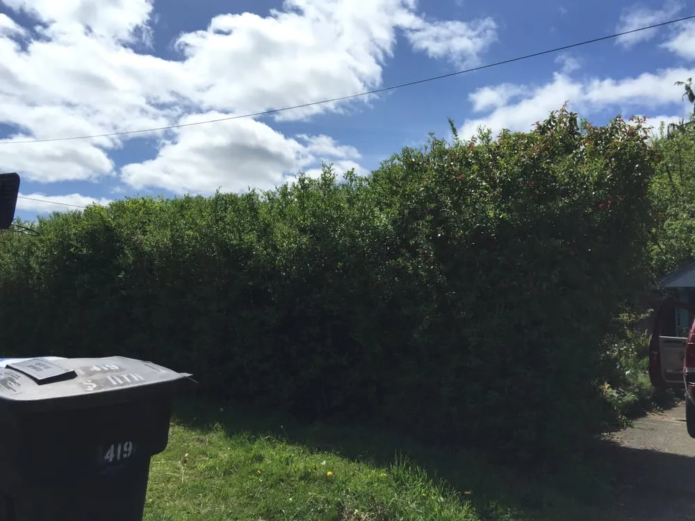 Expert yard maintenance in Shelton, WA - Benito's Yard Work