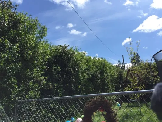 Benito's Yard Work Logo