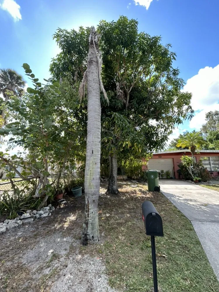 Reliable residential landscaping experts serving Bradenton, FL - Benitrees Lawn Care Services