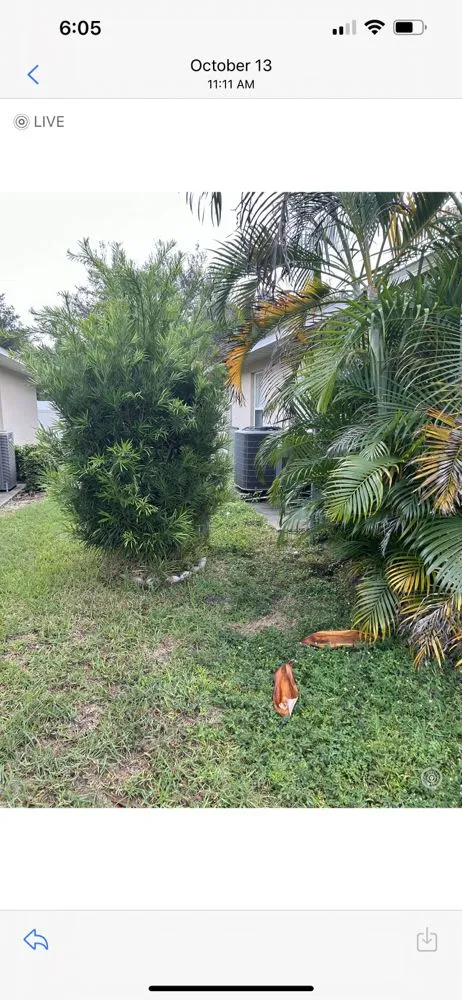 Top-rated residential landscaping in Bradenton, FL - Benitrees Lawn Care Services