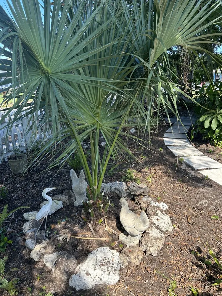 Expert yard cleanup service in Bradenton, FL by Benitrees Lawn Care Services