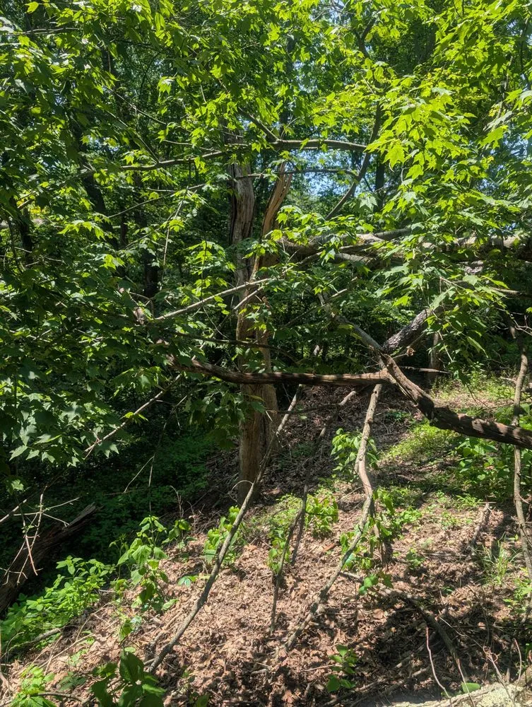 Custom lawn care service in Gibsonia, PA - Benjamin Michael Faulkner