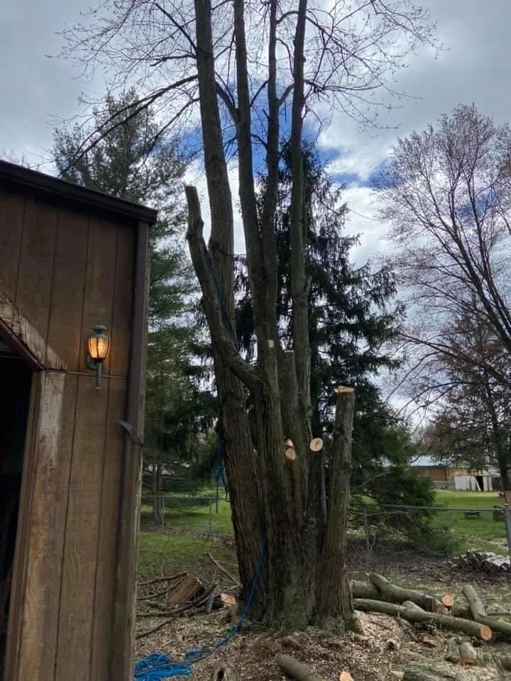 Reliable lawn care service in Felicity, OH by Benjamin's Lawn & Tree Care