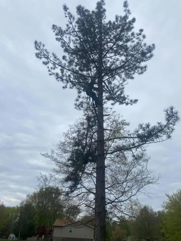 Expert lawn care service in Felicity, OH by Benjamin's Lawn & Tree Care