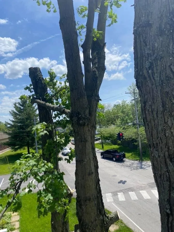 Local yard cleanup service in Felicity, OH by Benjamin's Lawn & Tree Care