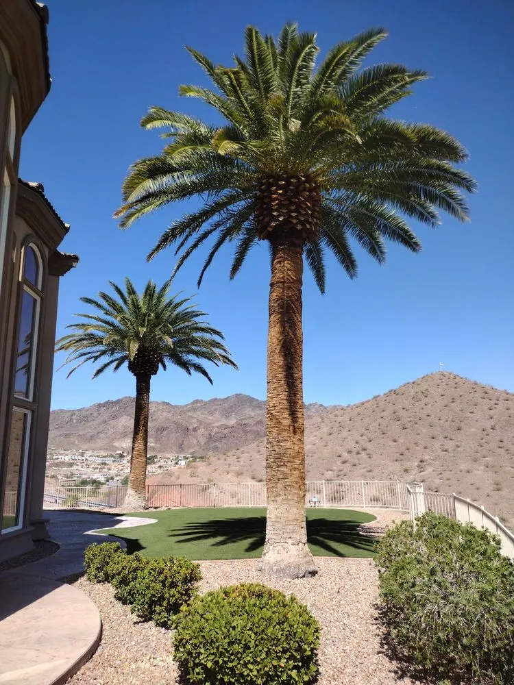 Expert lawn care service in Las Vegas, NV - Benjamin's Tree Service