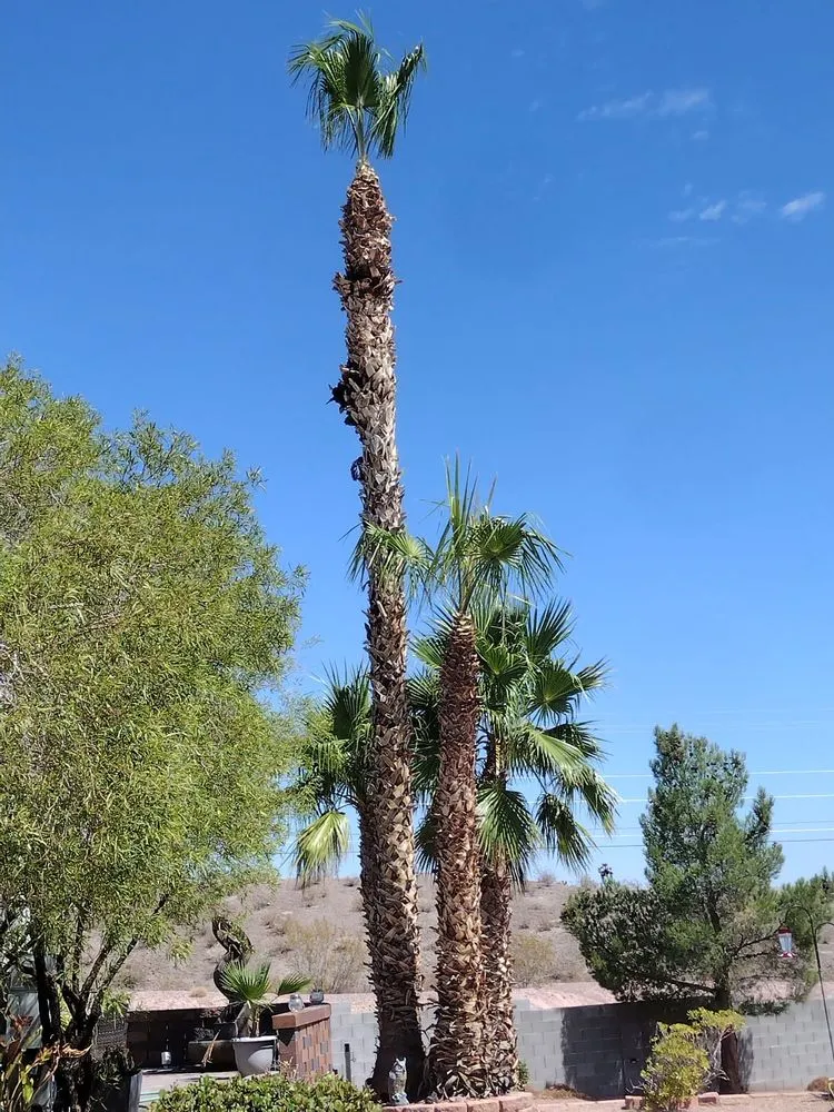 Expert garden landscaping experts serving Las Vegas, NV - Benjamin's Tree Service