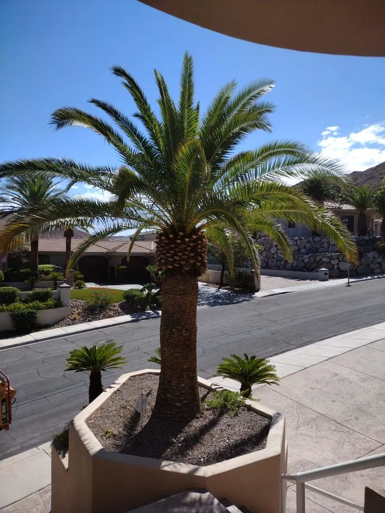 Top-rated outdoor landscaping near you in Las Vegas, NV by Benjamin's Tree Service