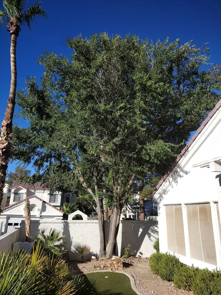 Local landscaping services in Las Vegas, NV - Benjamin's Tree Service
