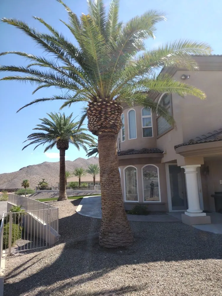 Trusted yard cleanup service experts serving Las Vegas, NV - Benjamin's Tree Service