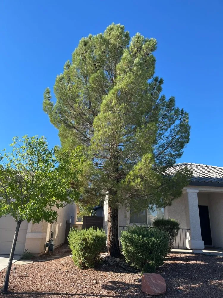 Top-rated residential landscaping for residential properties across Las Vegas, NV - Benjamin's Tree Service