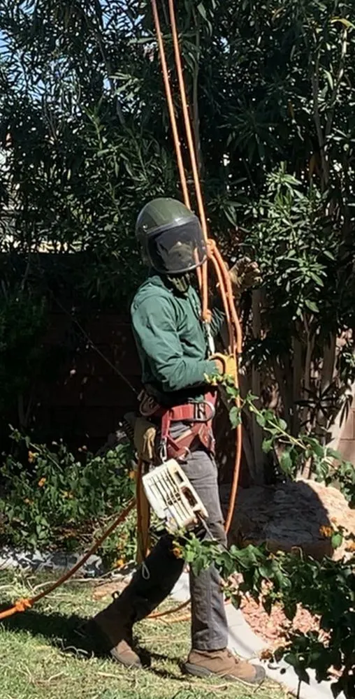Local landscaping services in Las Vegas, NV - Benjamin's Tree Service