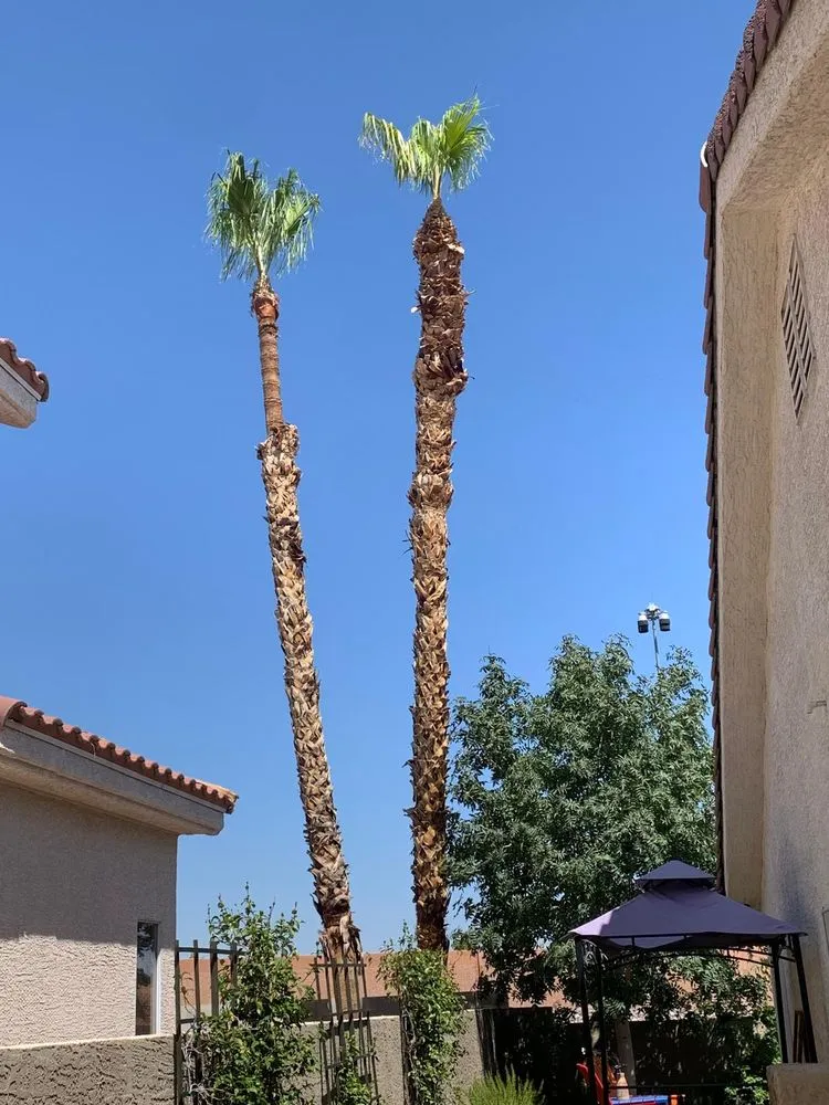 Reliable landscape design experts serving Las Vegas, NV - Benjamin's Tree Service