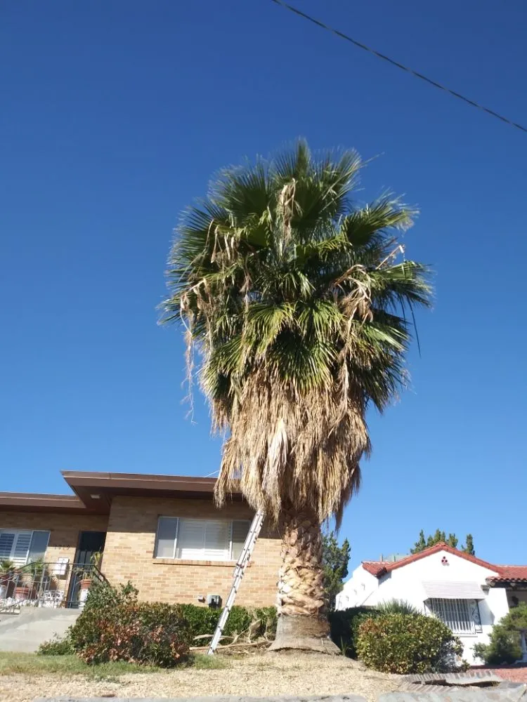 Professional residential landscaping in El Paso, TX - Benjamin's Yard And Landscaping