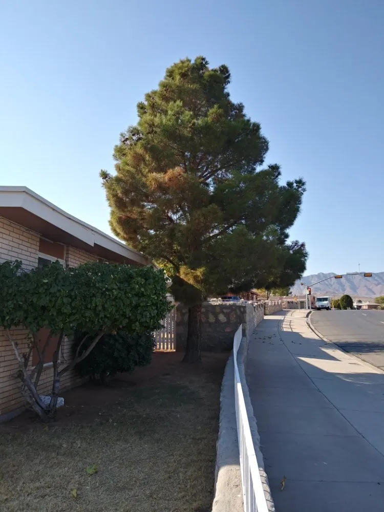 Top-rated yard maintenance experts serving El Paso, TX - Benjamin's Yard And Landscaping