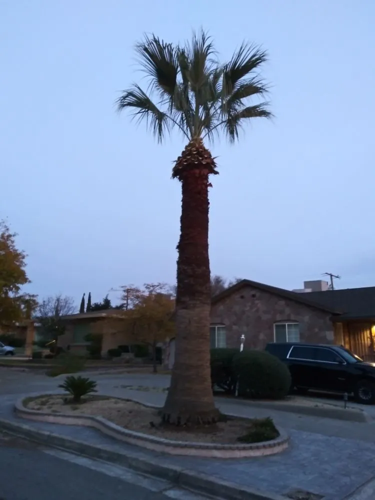 Trusted yard cleanup service near you across El Paso, TX - Benjamin's Yard And Landscaping