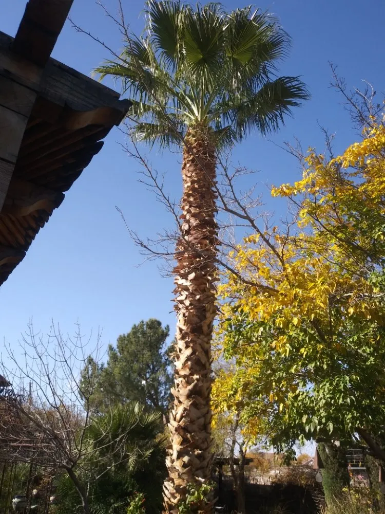 Trusted landscaping services in El Paso, TX - Benjamin's Yard And Landscaping