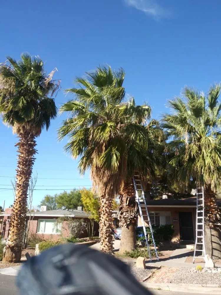 Top-rated yard maintenance in El Paso, TX by Benjamin's Yard And Landscaping