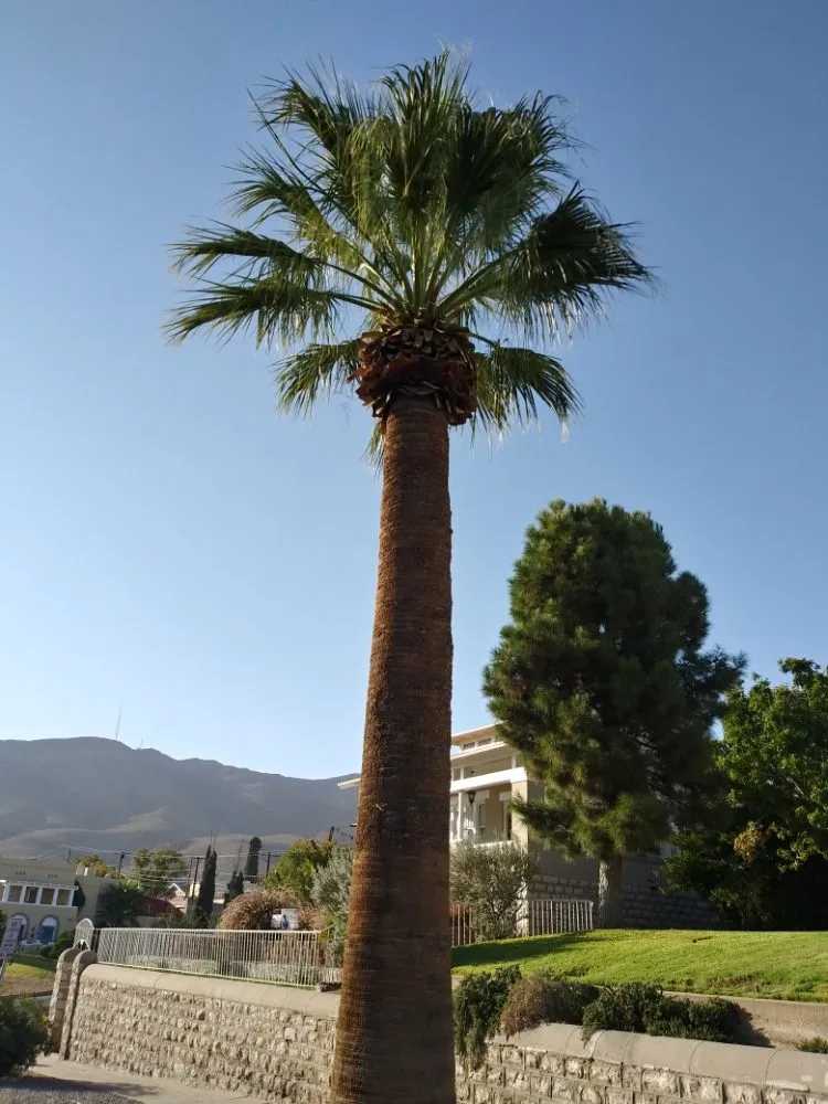 Expert landscape installation experts serving El Paso, TX - Benjamin's Yard And Landscaping