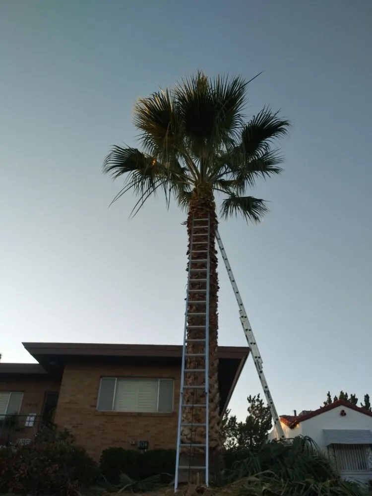 Custom outdoor landscaping for year-round maintenance in El Paso, TX by Benjamin's Yard And Landscaping