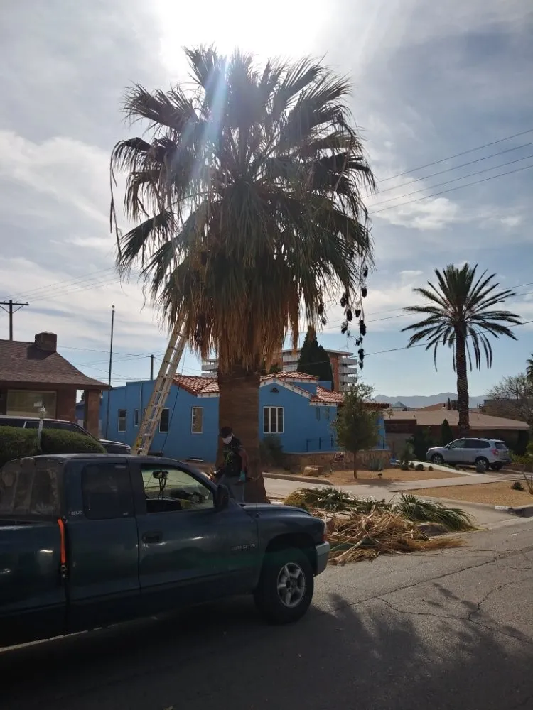 Professional garden landscaping experts serving El Paso, TX - Benjamin's Yard And Landscaping