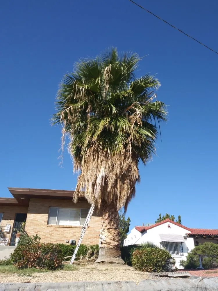 Trusted yard maintenance in El Paso, TX - Benjamin's Yard And Landscaping