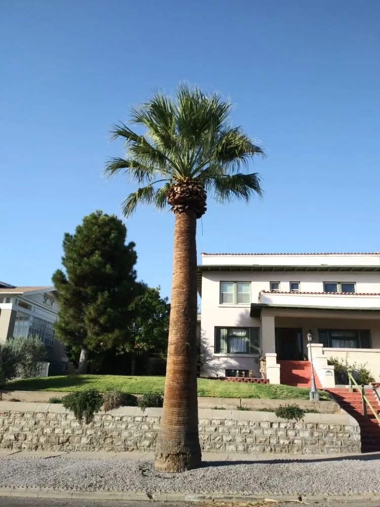 Reliable yard maintenance for outdoor upgrades in El Paso, TX by Benjamin's Yard And Landscaping