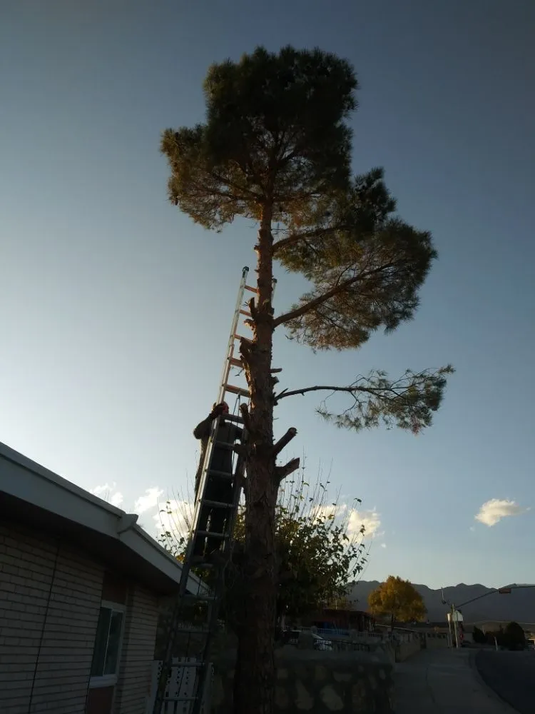 Reliable outdoor landscaping for residential properties in El Paso, TX by Benjamin's Yard And Landscaping