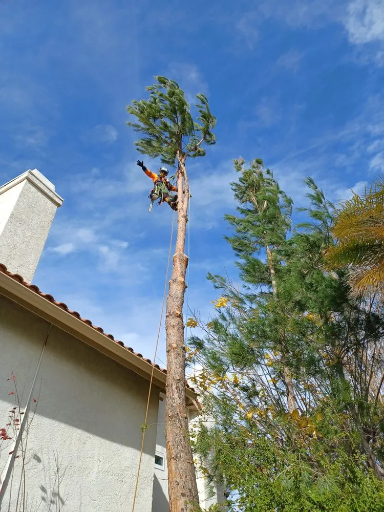 Reliable garden landscaping in Moorpark, CA by Benjis trees &thing's