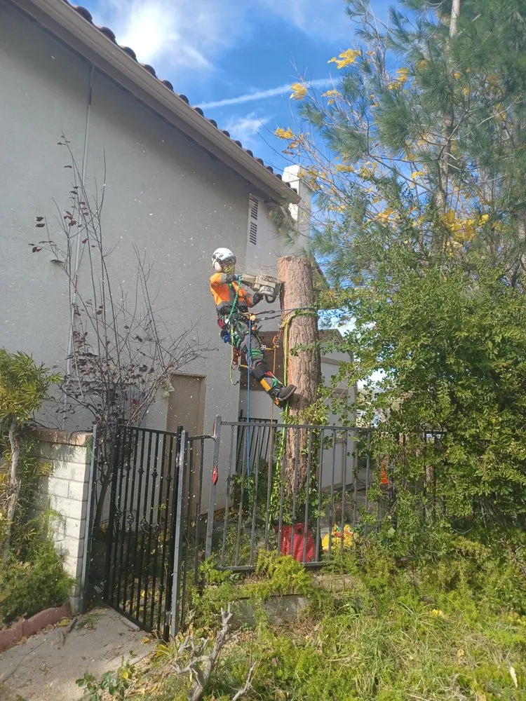 Trusted yard cleanup service experts serving Moorpark, CA - Benjis trees &thing's