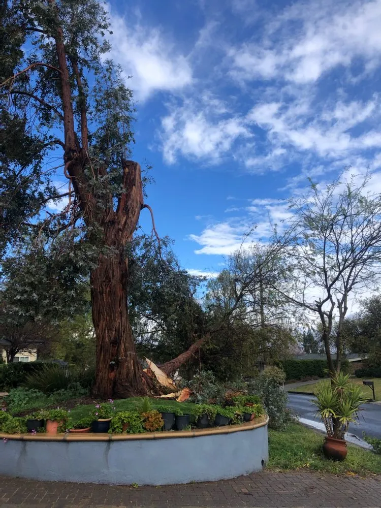 Professional yard maintenance in Moorpark, CA by Benjis trees &thing's